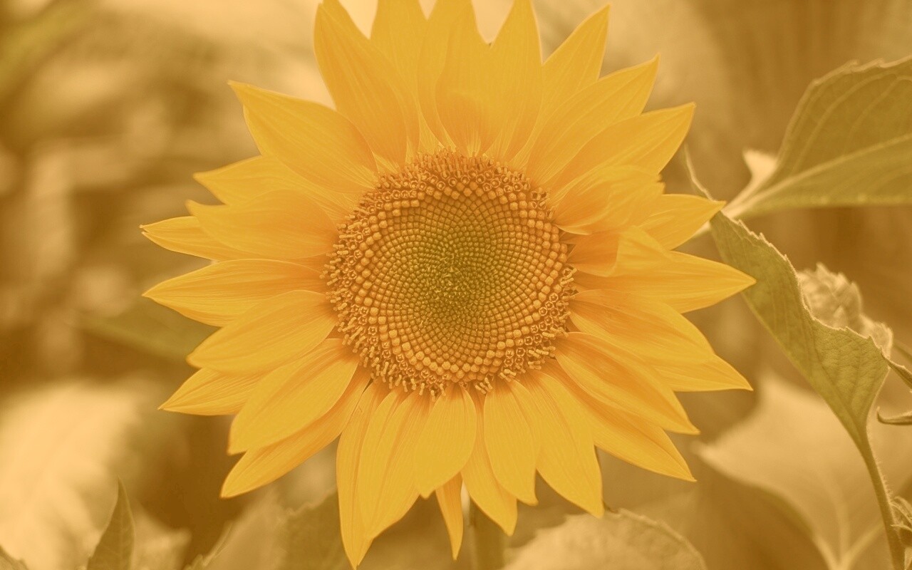 Подсолнух на поле обои