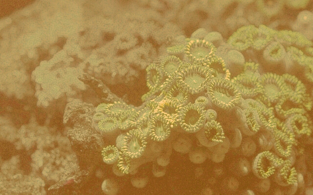 Морское дно обои