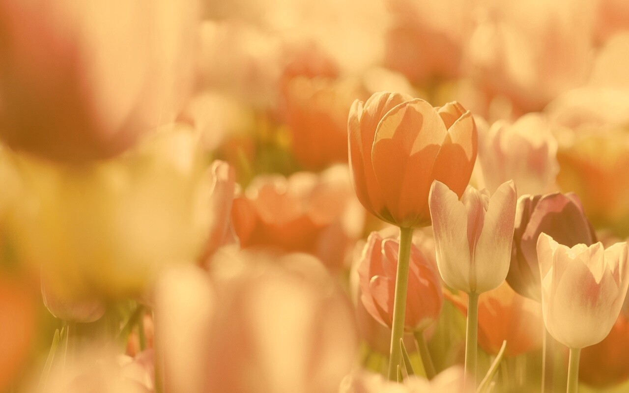 Красивые тюльпаны обои