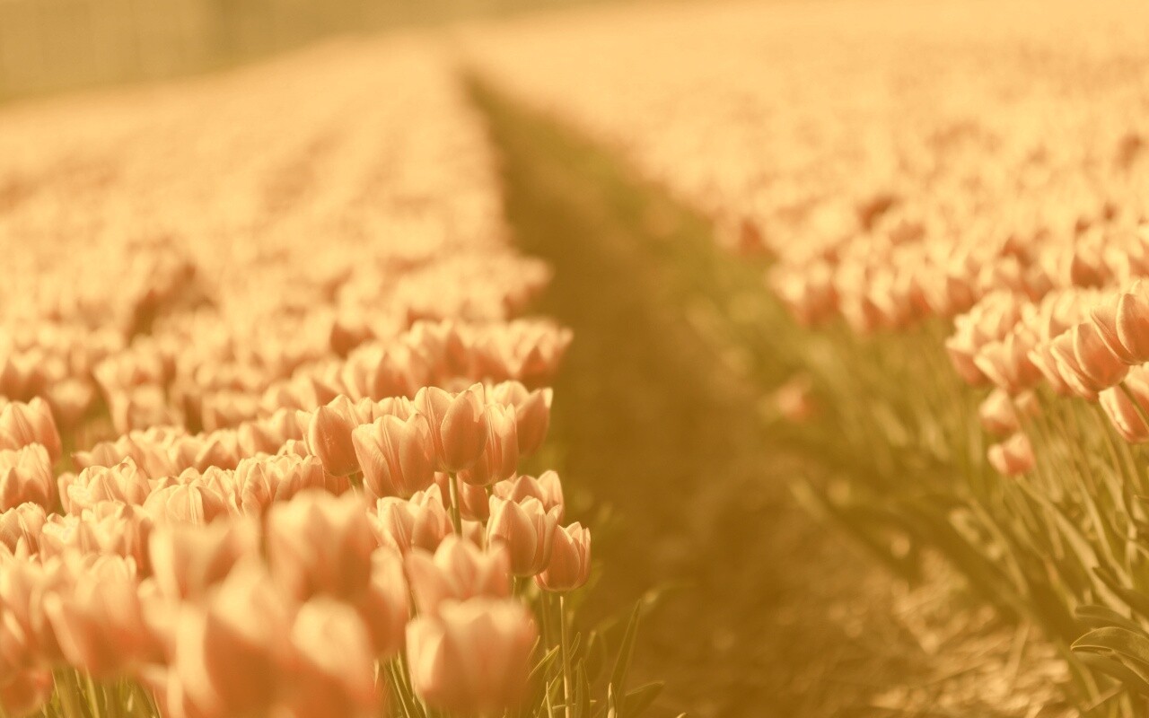 Тропинка в поле розовых тюльпанов обои