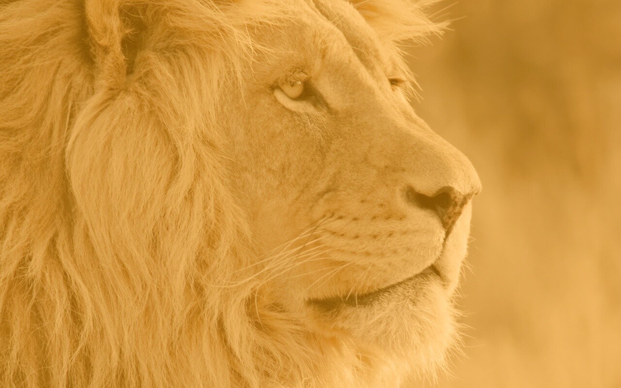 Лев обои