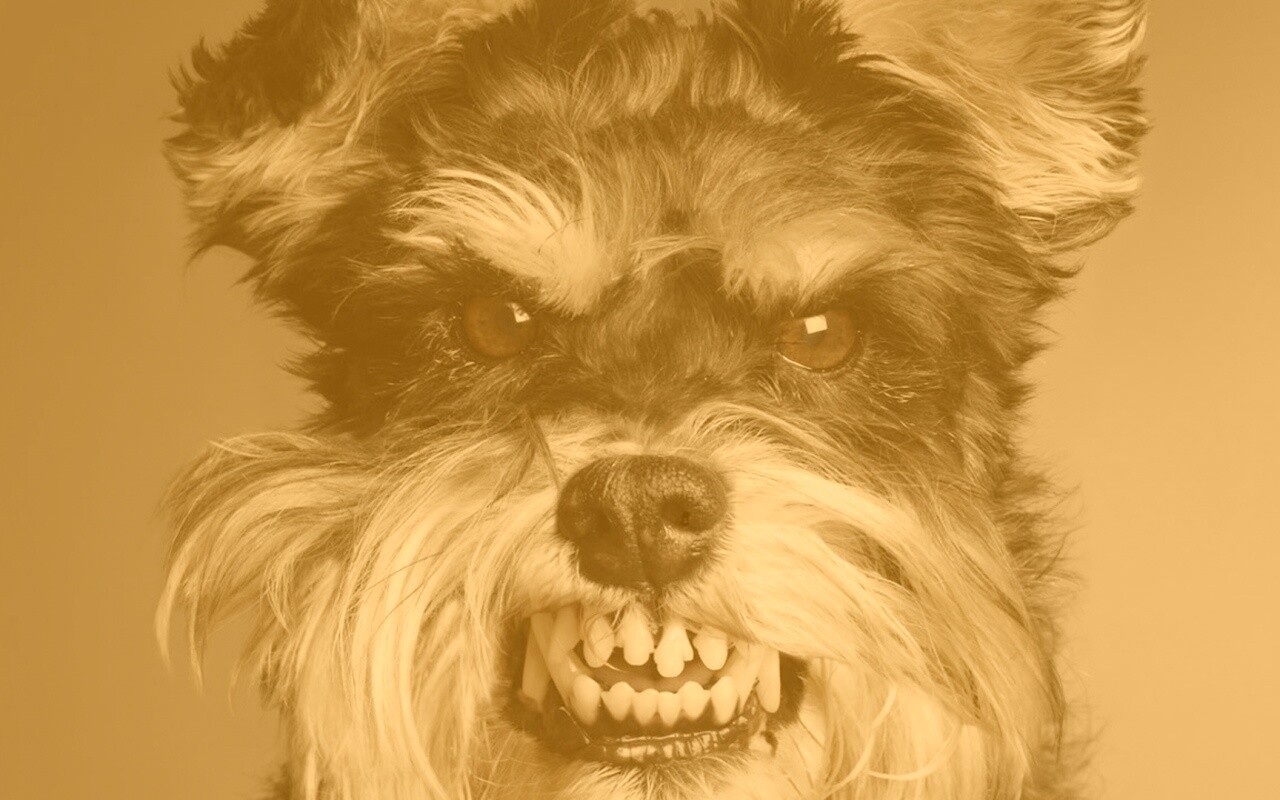 Терьер вне себя обои