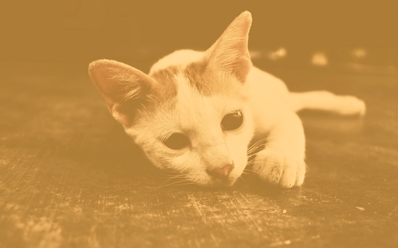 Белый кот на черном полу обои