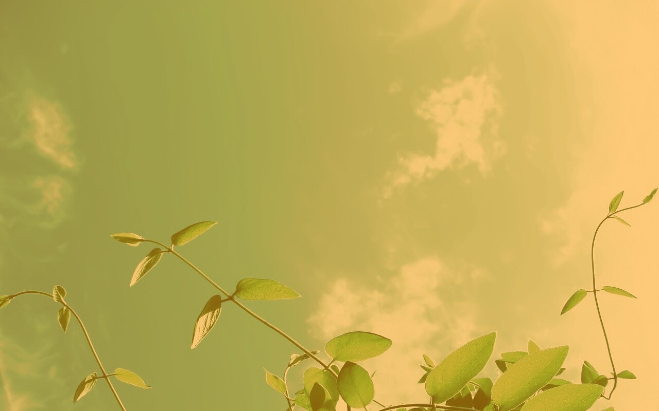 Зеленые ветви на фоне голубого неба обои