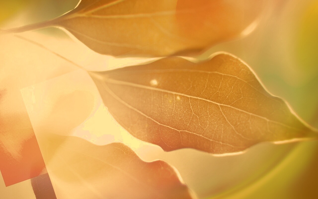 Радужные листья обои