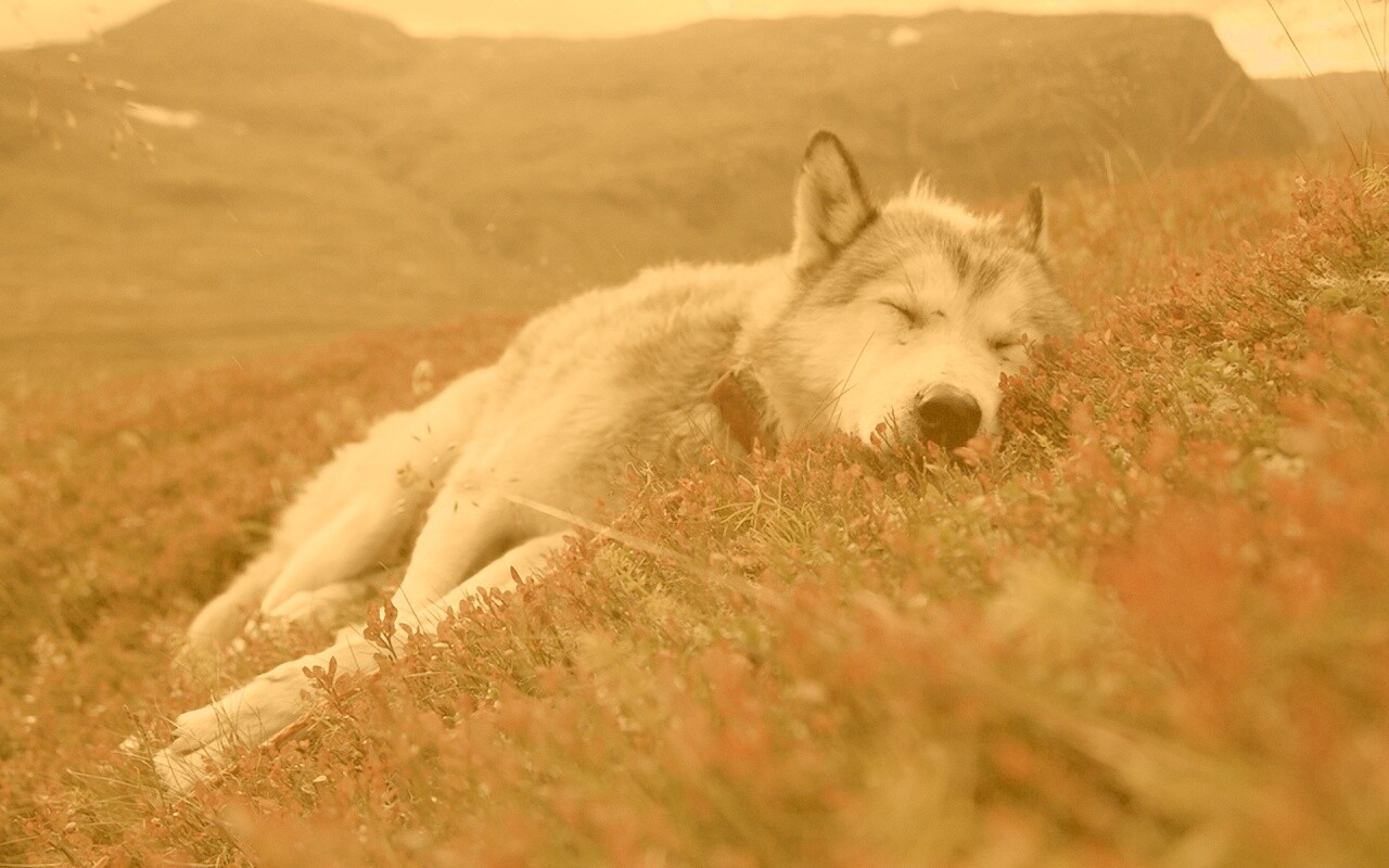 Лапа в цветах обои