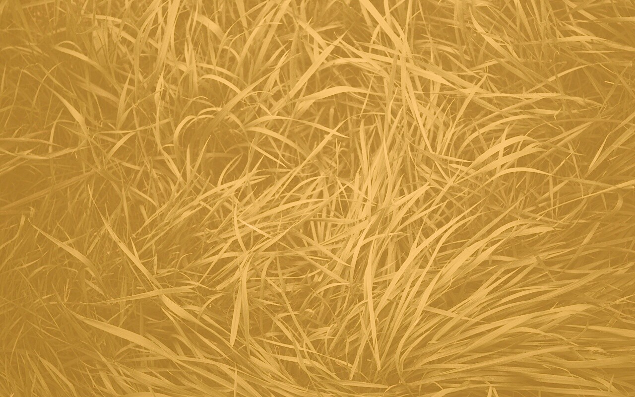 Блеклая трава обои