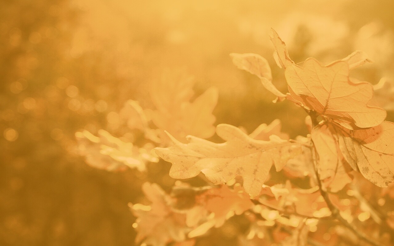 Дубовые листья обои