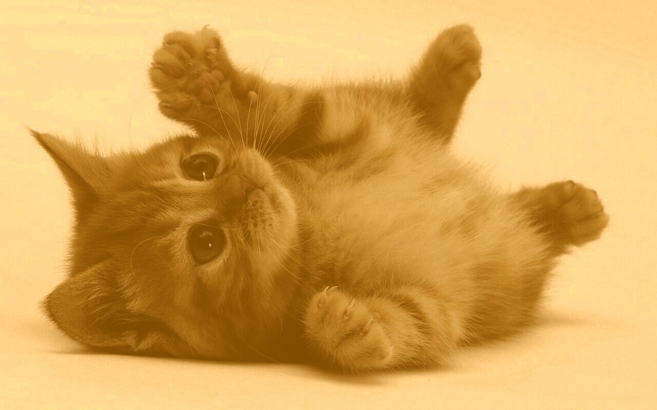 Котёнок обои
