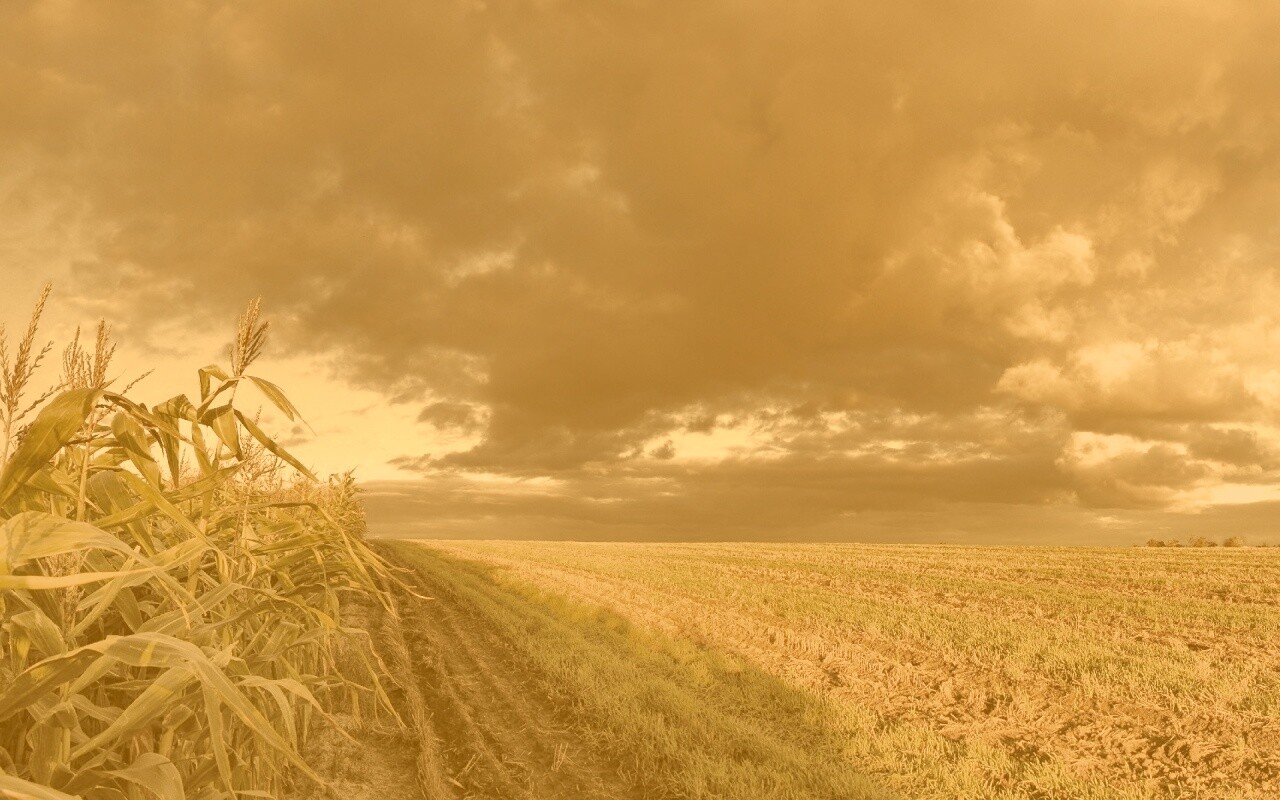 Кукурузное поле обои