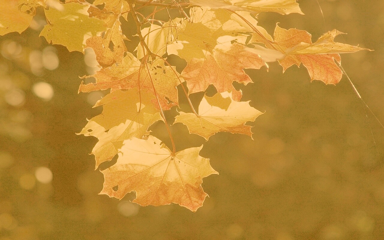Колоритные осенние листья обои