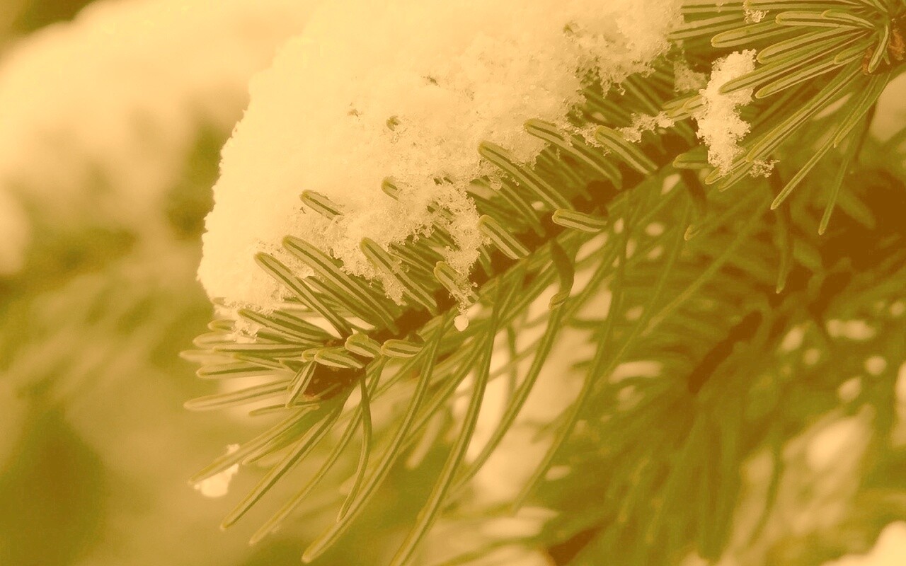 Хвойная ветка вся в снегу обои