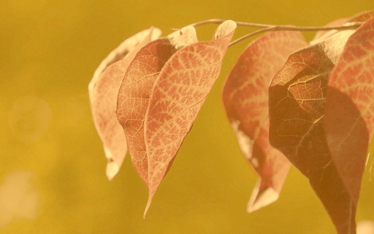 Ветка красных листьев обои