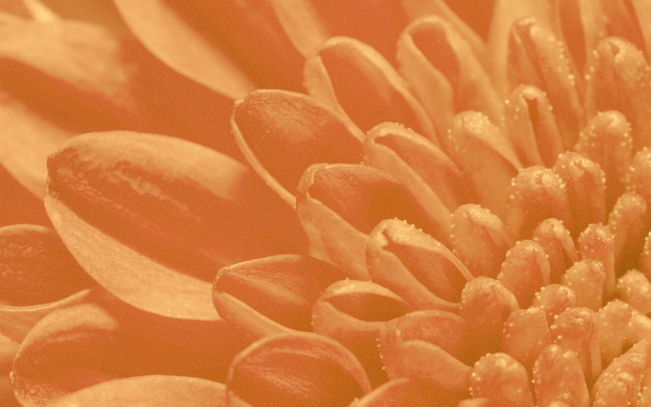 Лепестки хризантемы обои