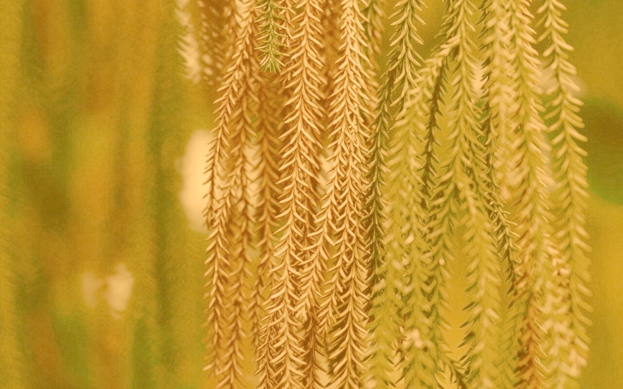 Зеленые колючки обои