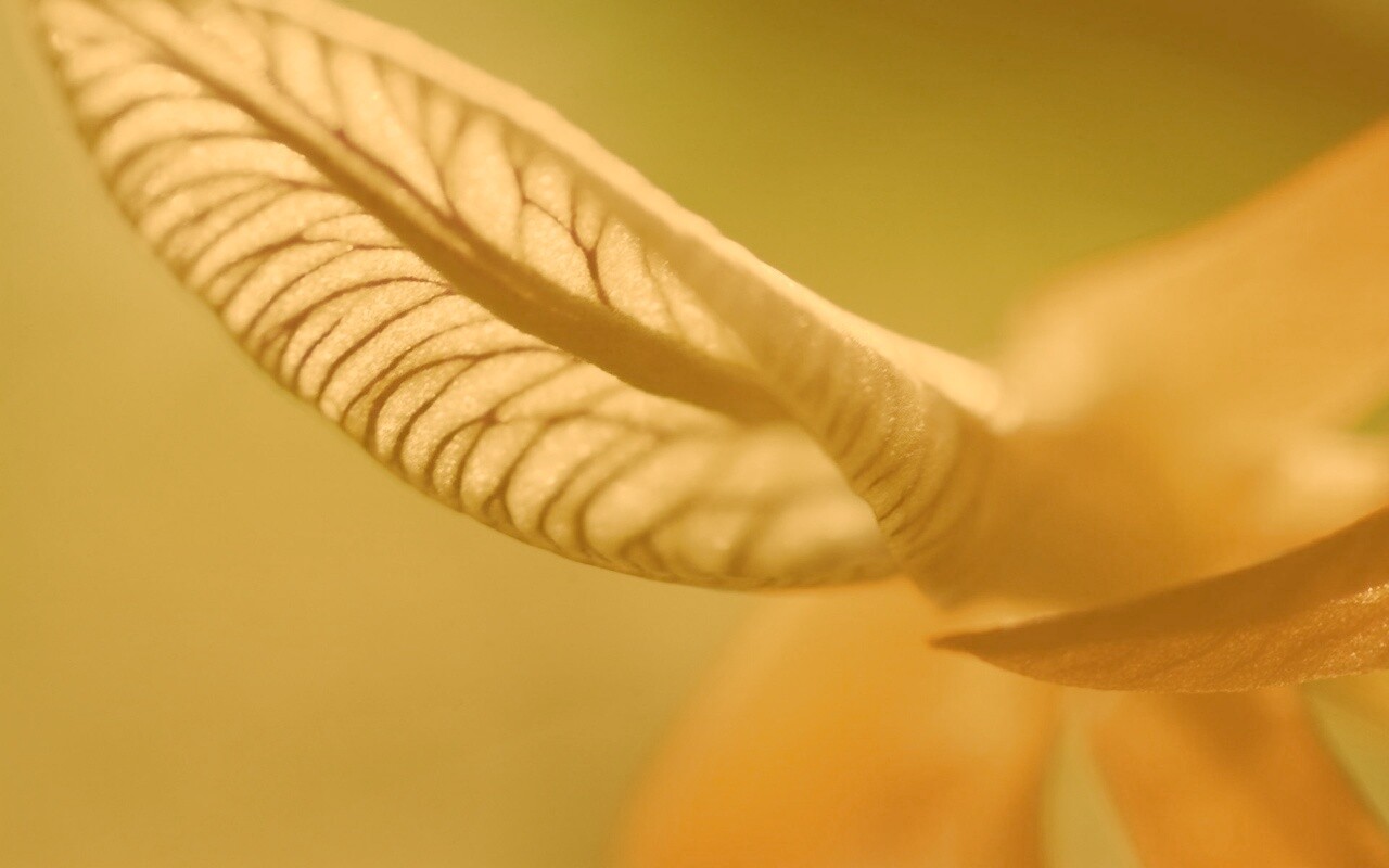 Сетчатый лист обои