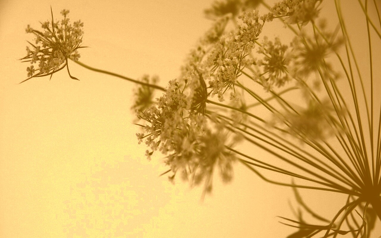 Цветы в макро обои