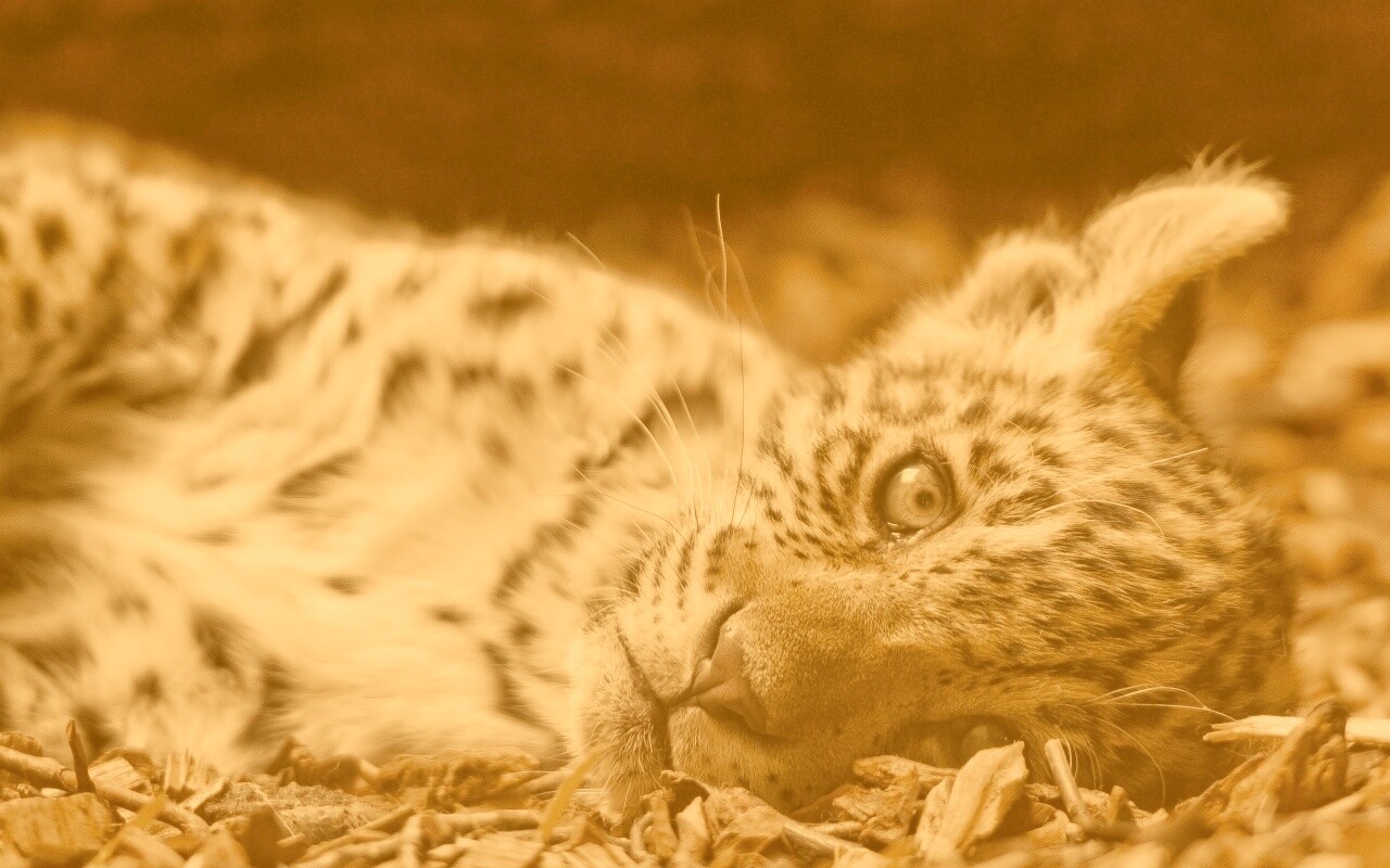 Гепард котенок обои