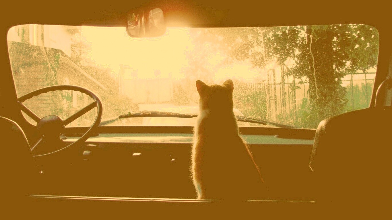 Кот навигатор обои