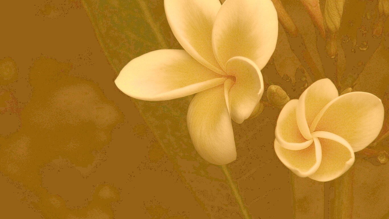 Цветки обои