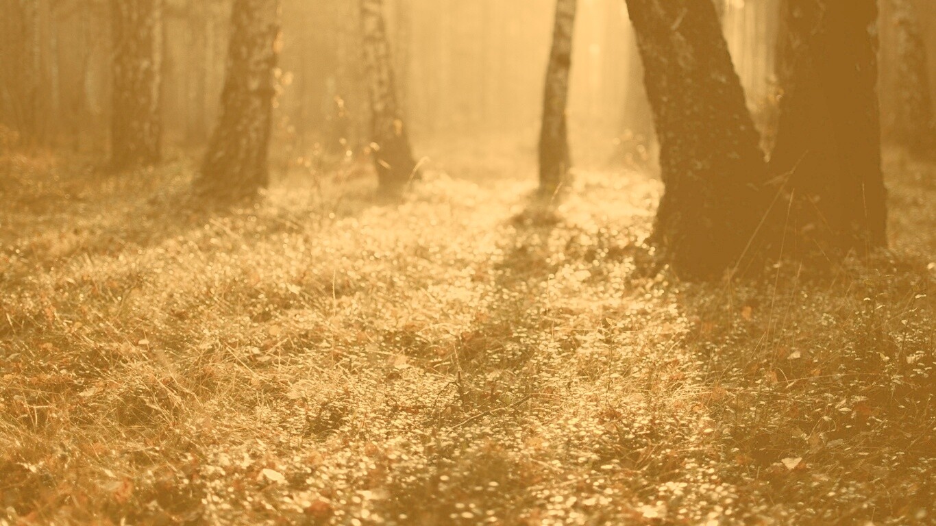 Лесная земля обои