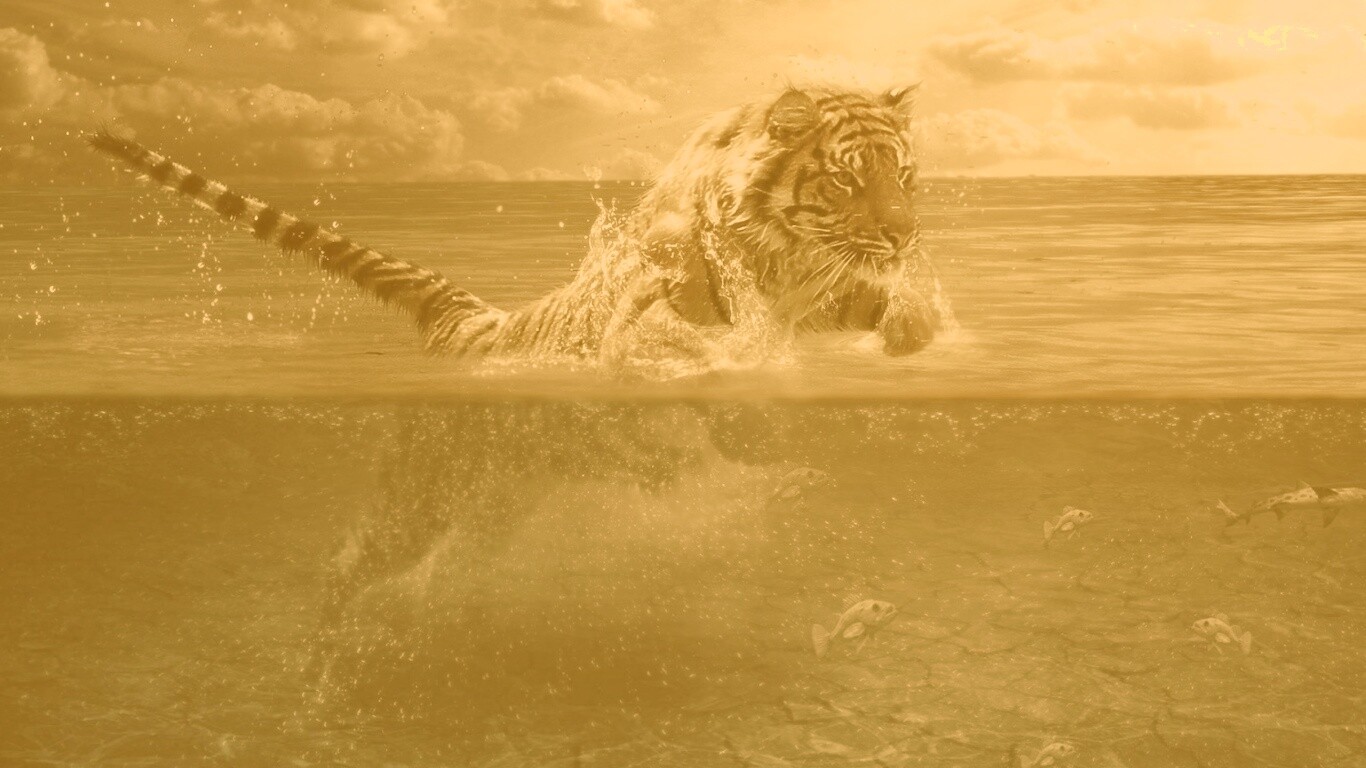 Тигр купается обои