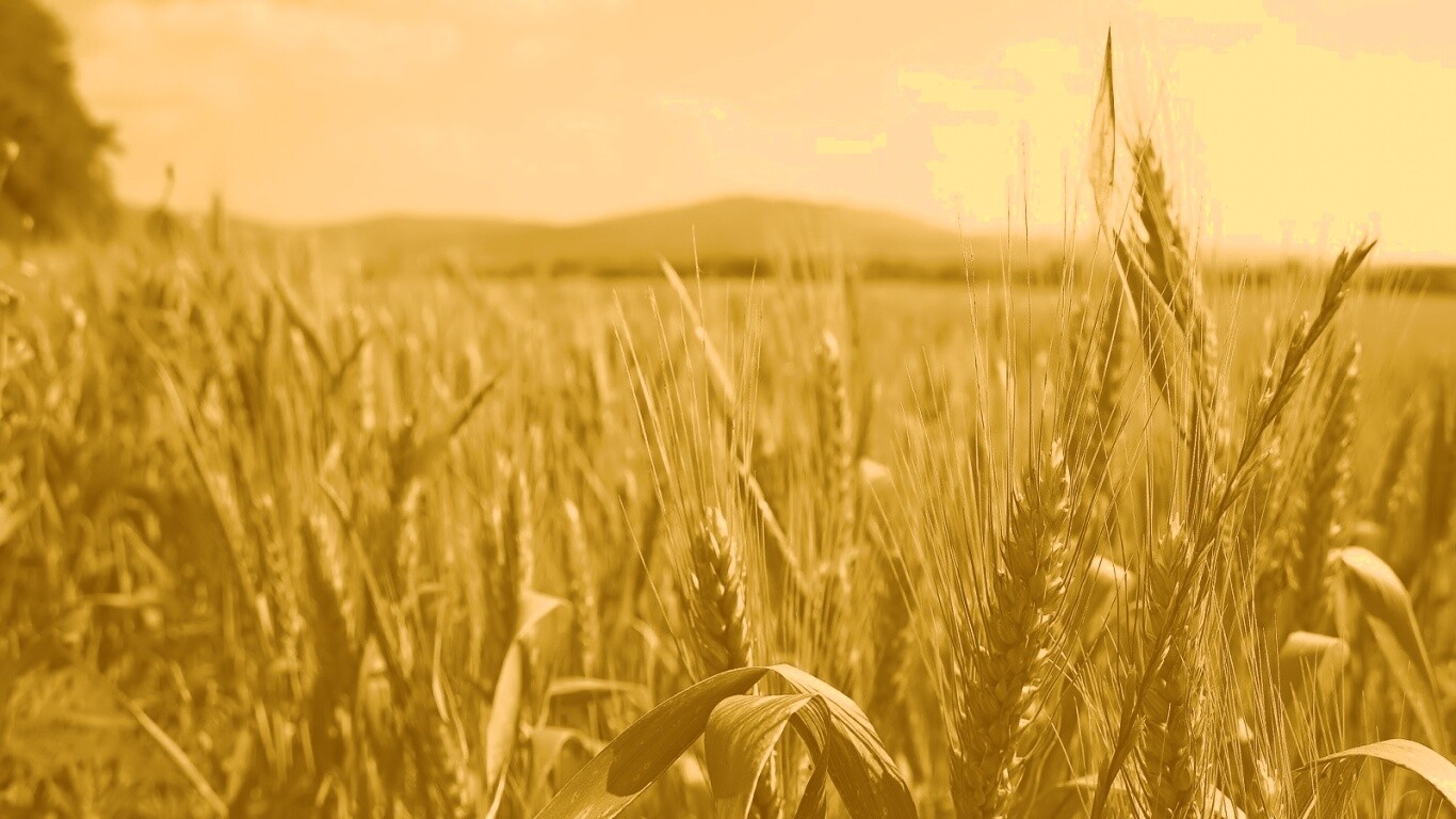 В полях обои