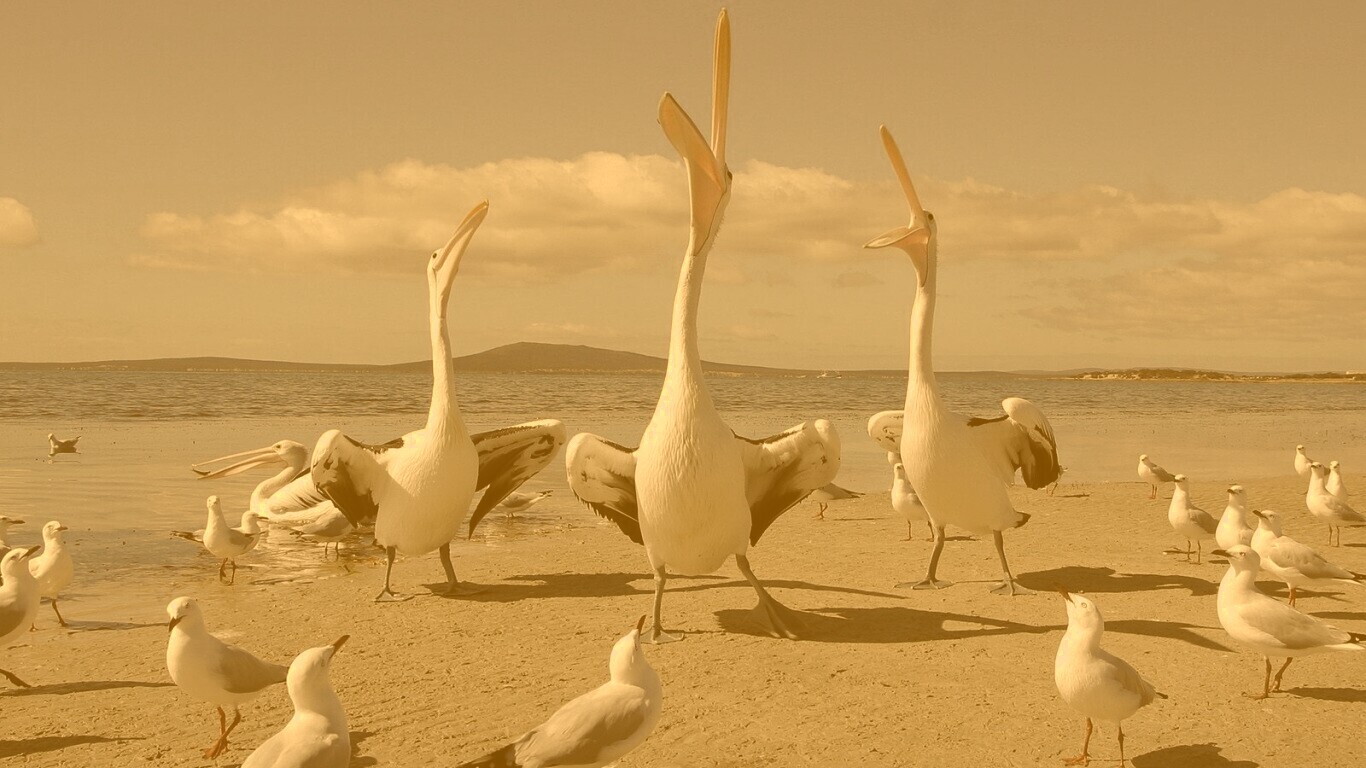 Пеликаны и чайки обои