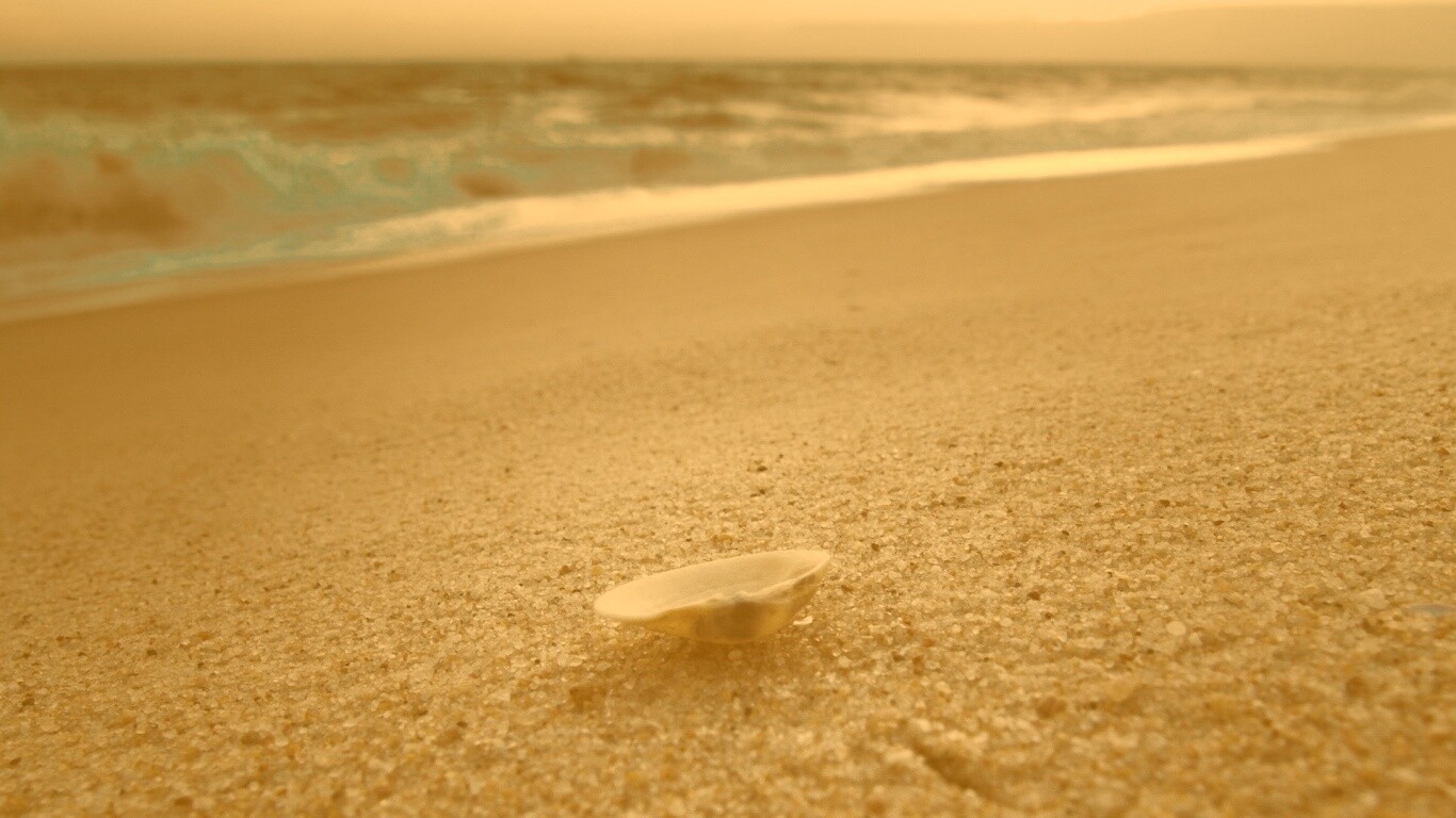 Ракушка не песчанном берегу обои