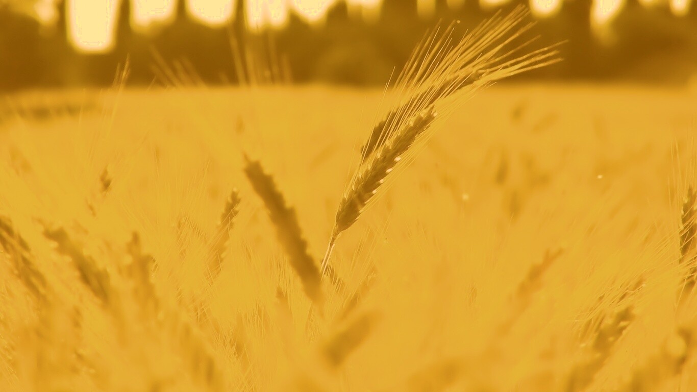 Пшеничное поле обои
