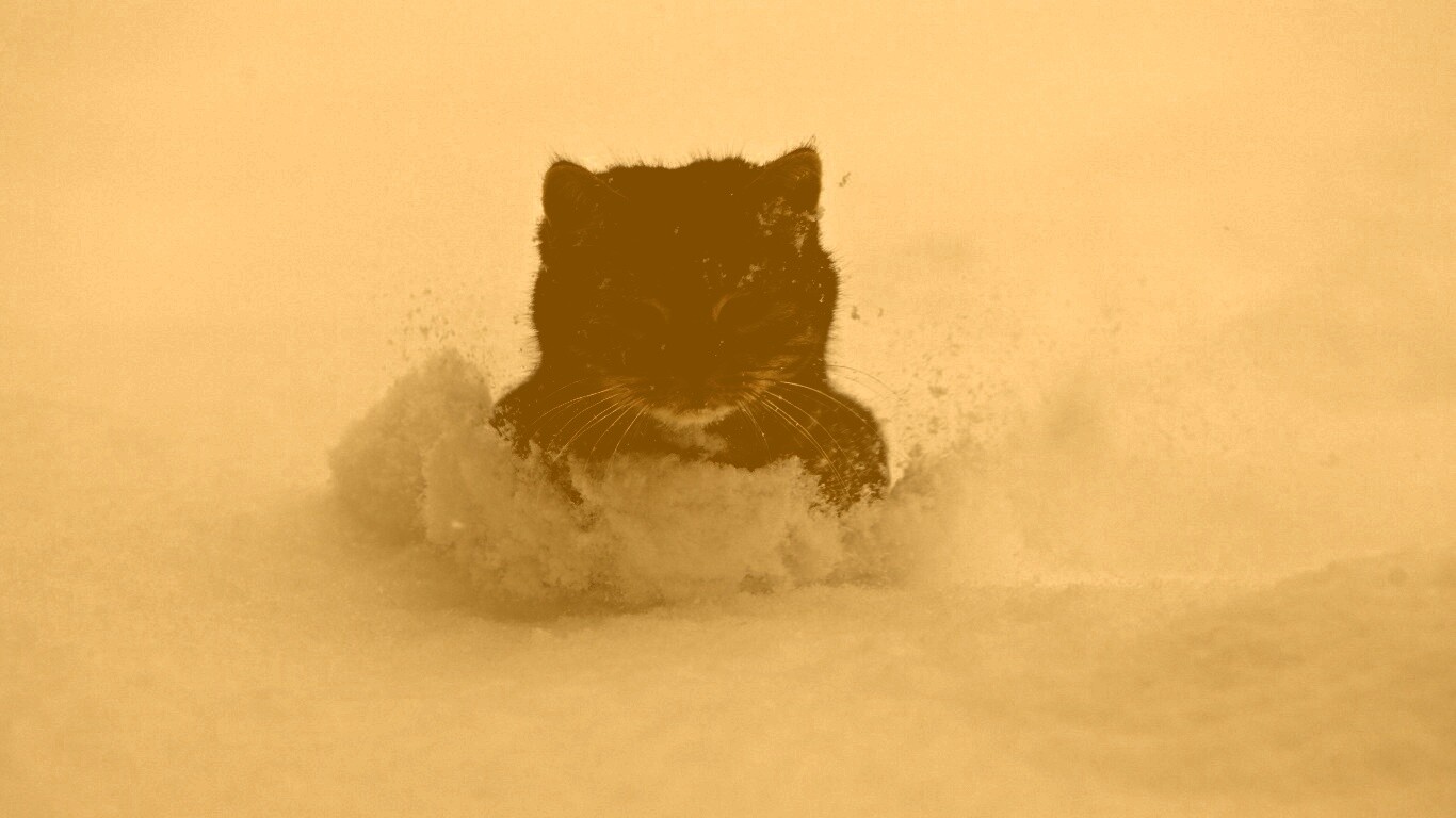 Недовольный кот в сугробе обои