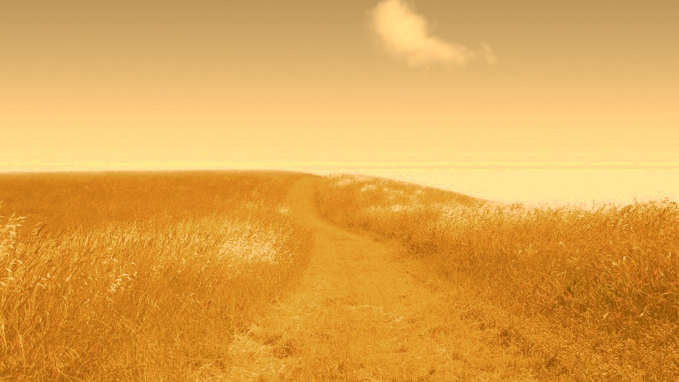 Золоте поле обои
