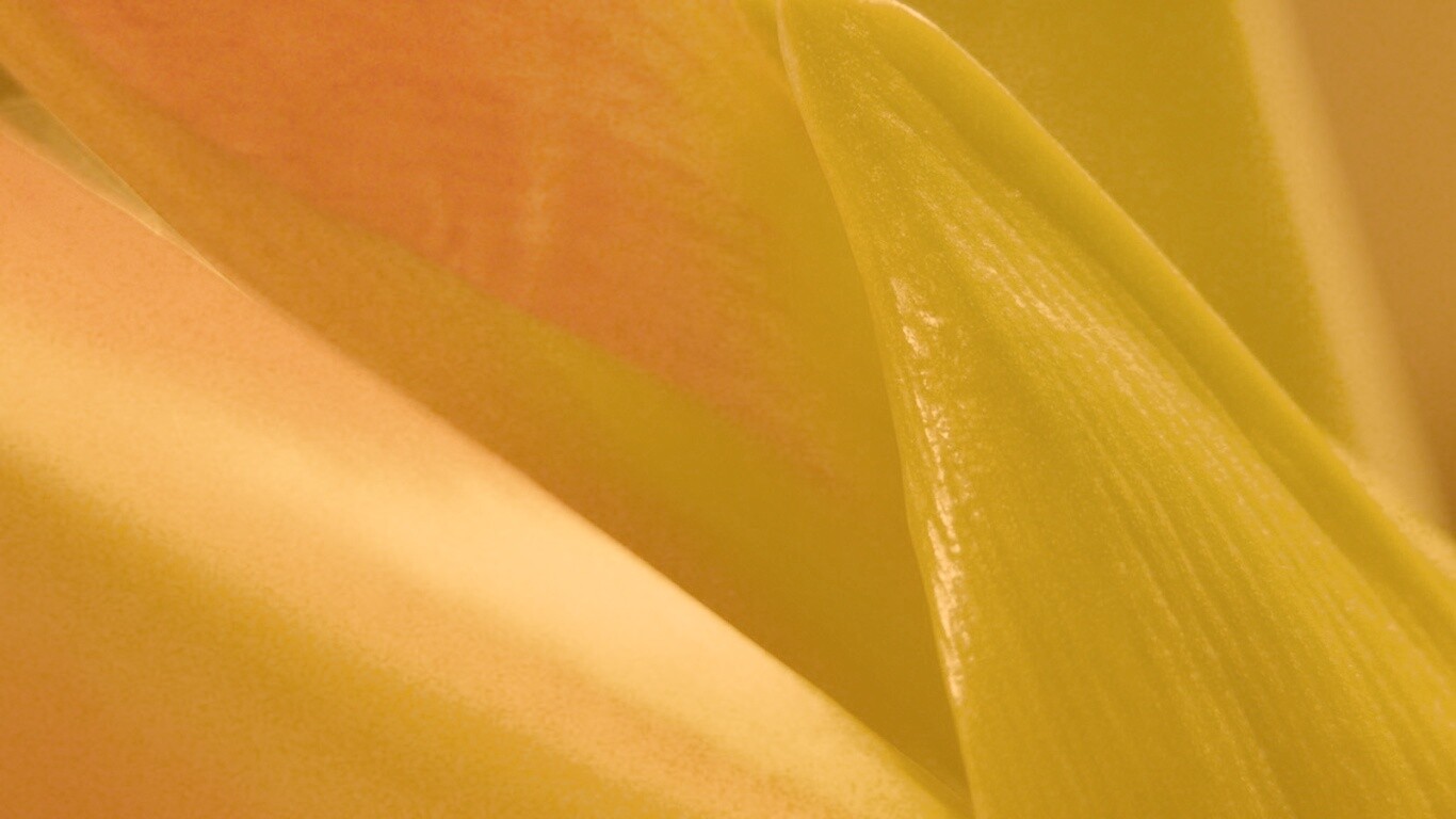 Макро фото цветка обои