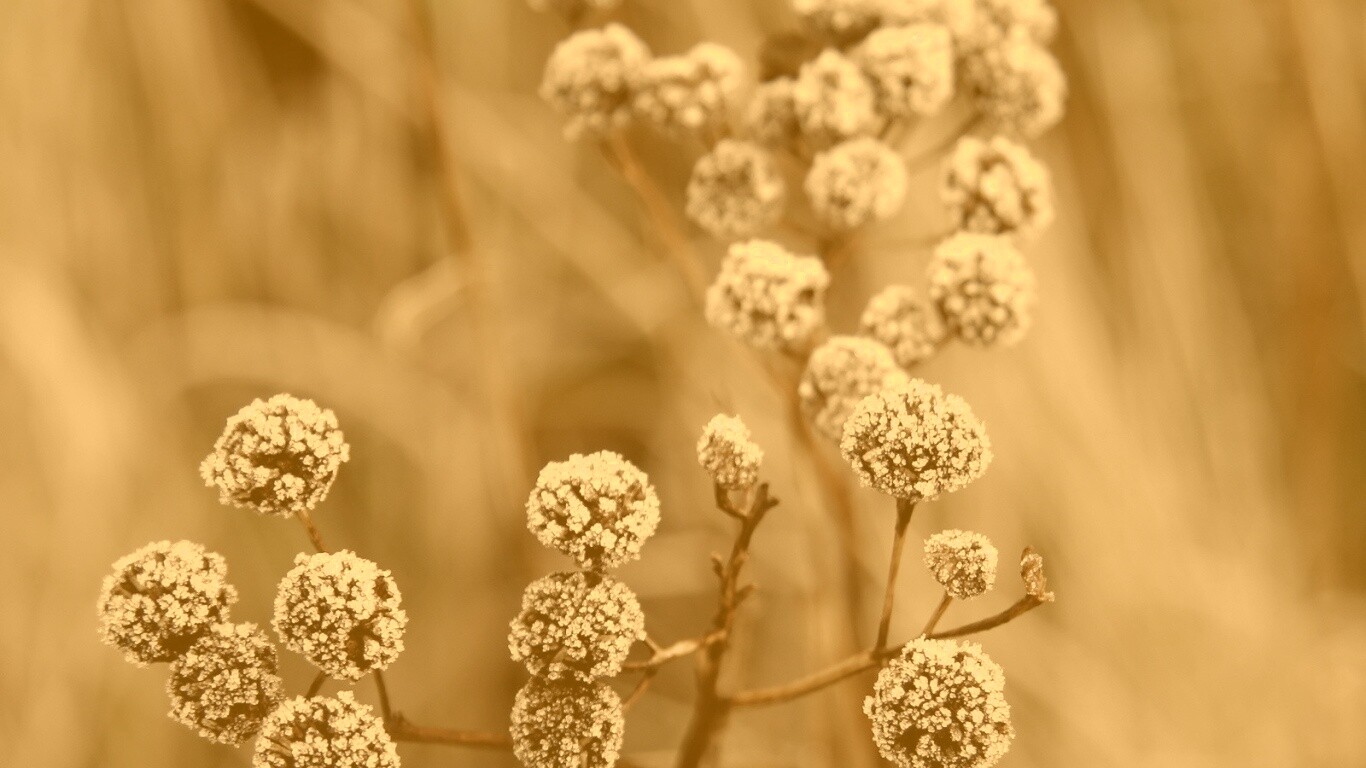 Иний на растении обои