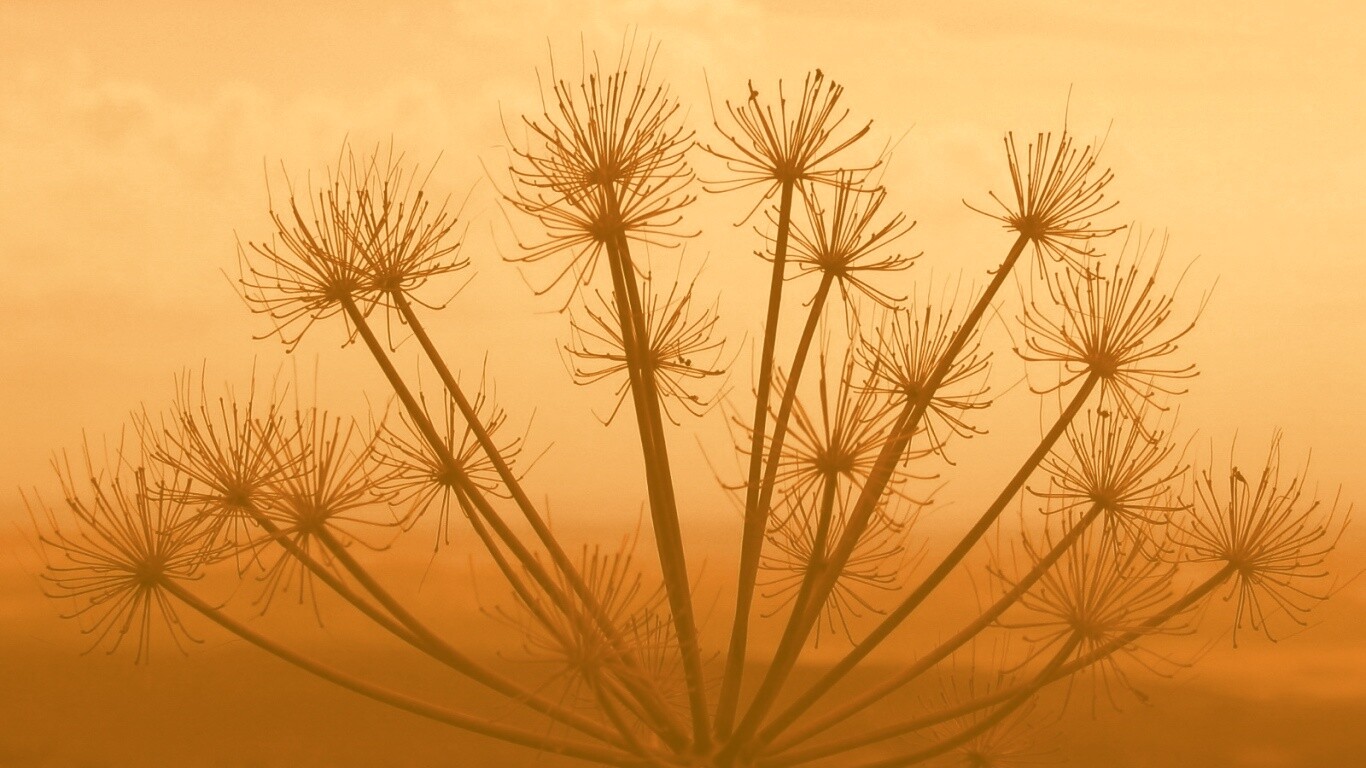 Зонтичное соцветие обои