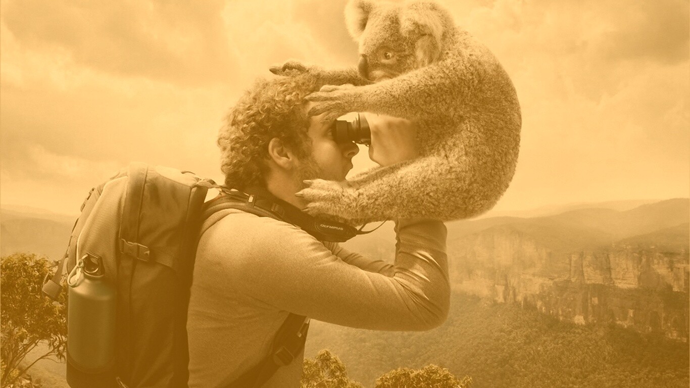 Коала ближе чем кажется обои