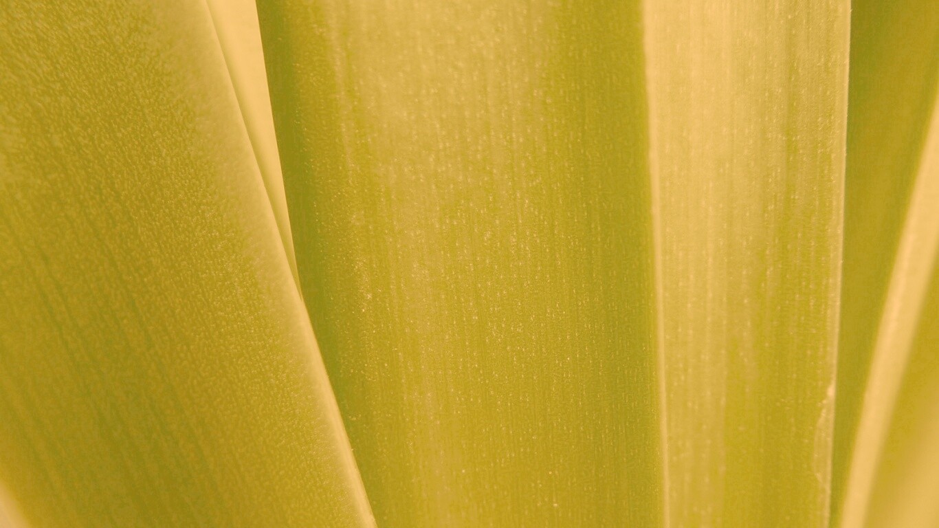 Сочная травинка обои