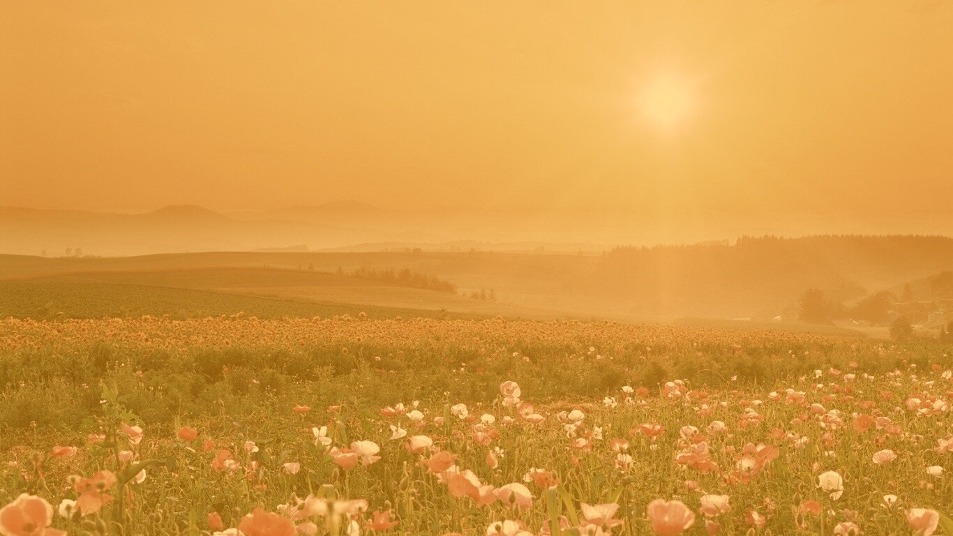 Цветущие поля обои