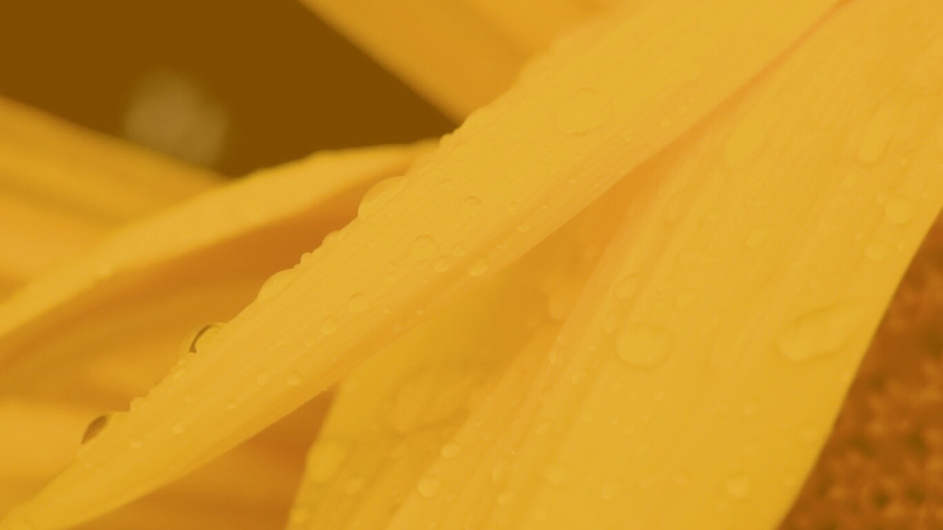 Капли на желтом лепестке обои