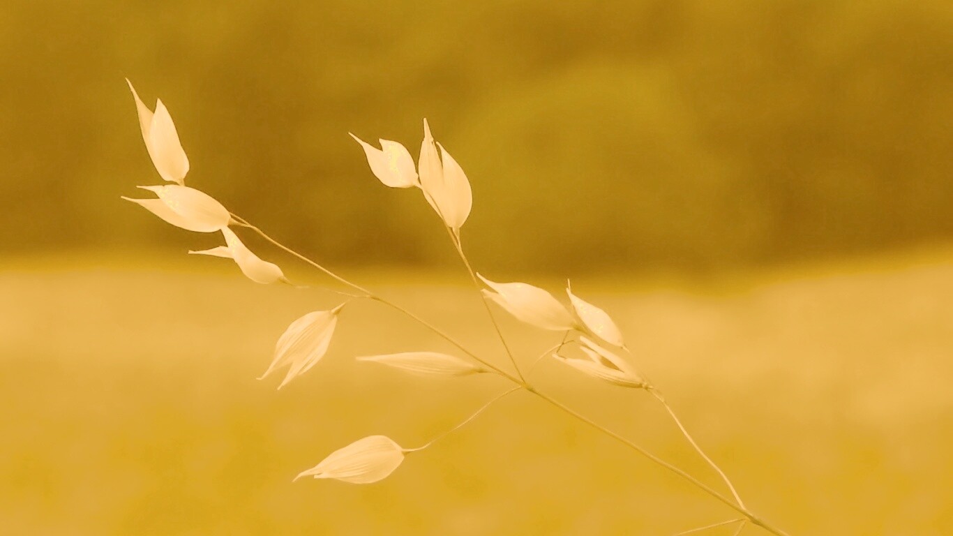 Белые полевые цветочки обои