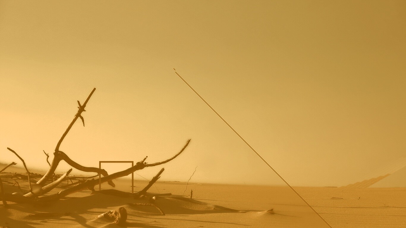 Сухостой в песках обои