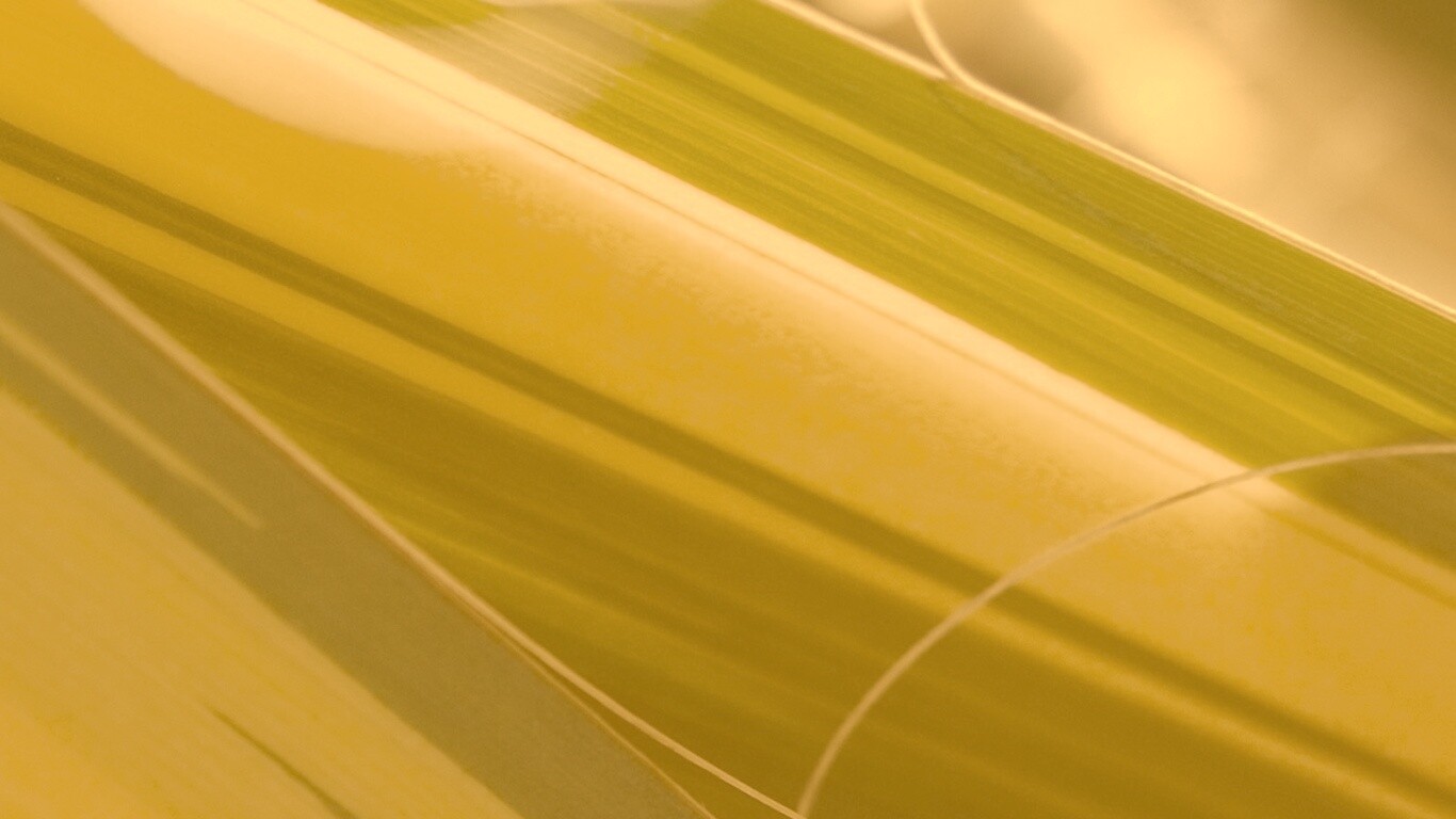 Желто-зеленые травинки обои