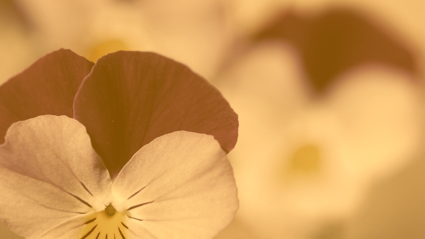 Фиолетовые цветы обои