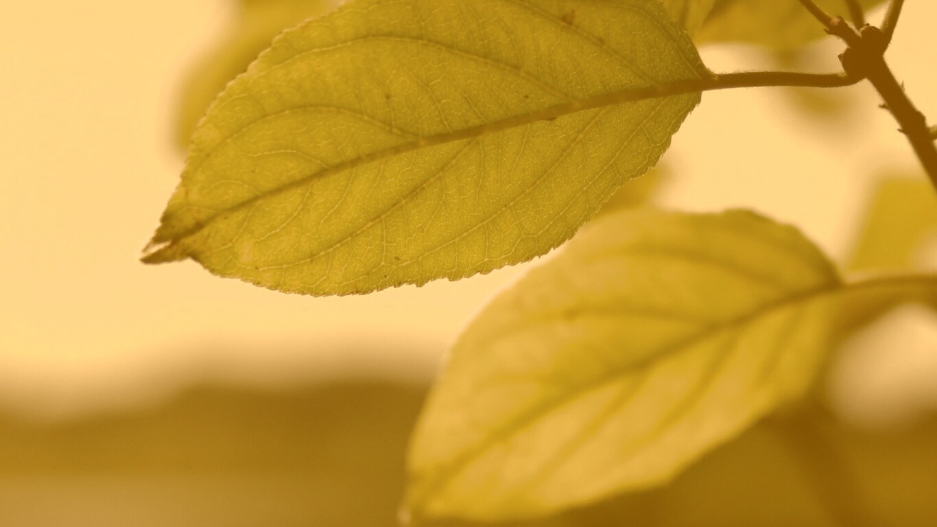 Три листа обои