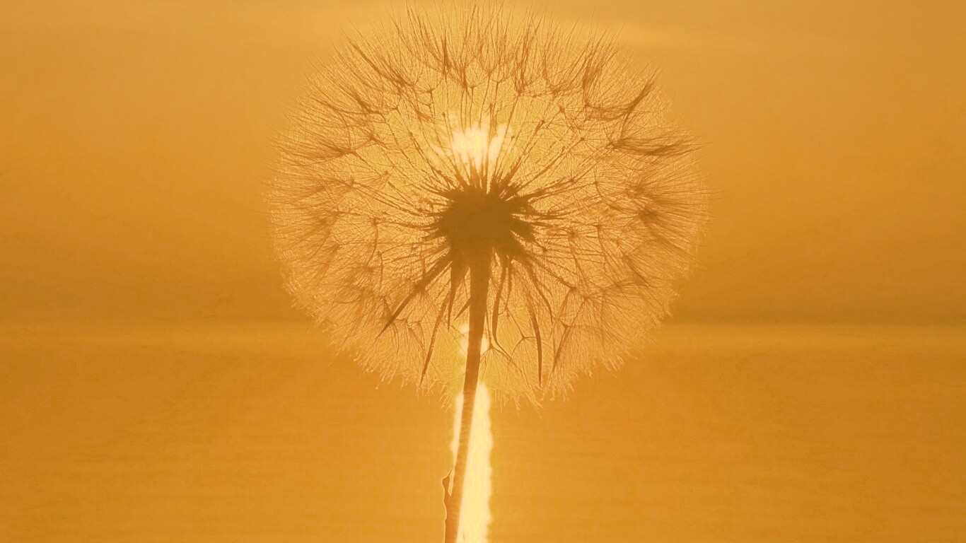 Одуванчик на закател обои