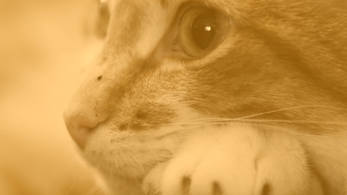 Мордочка на лапаках обои