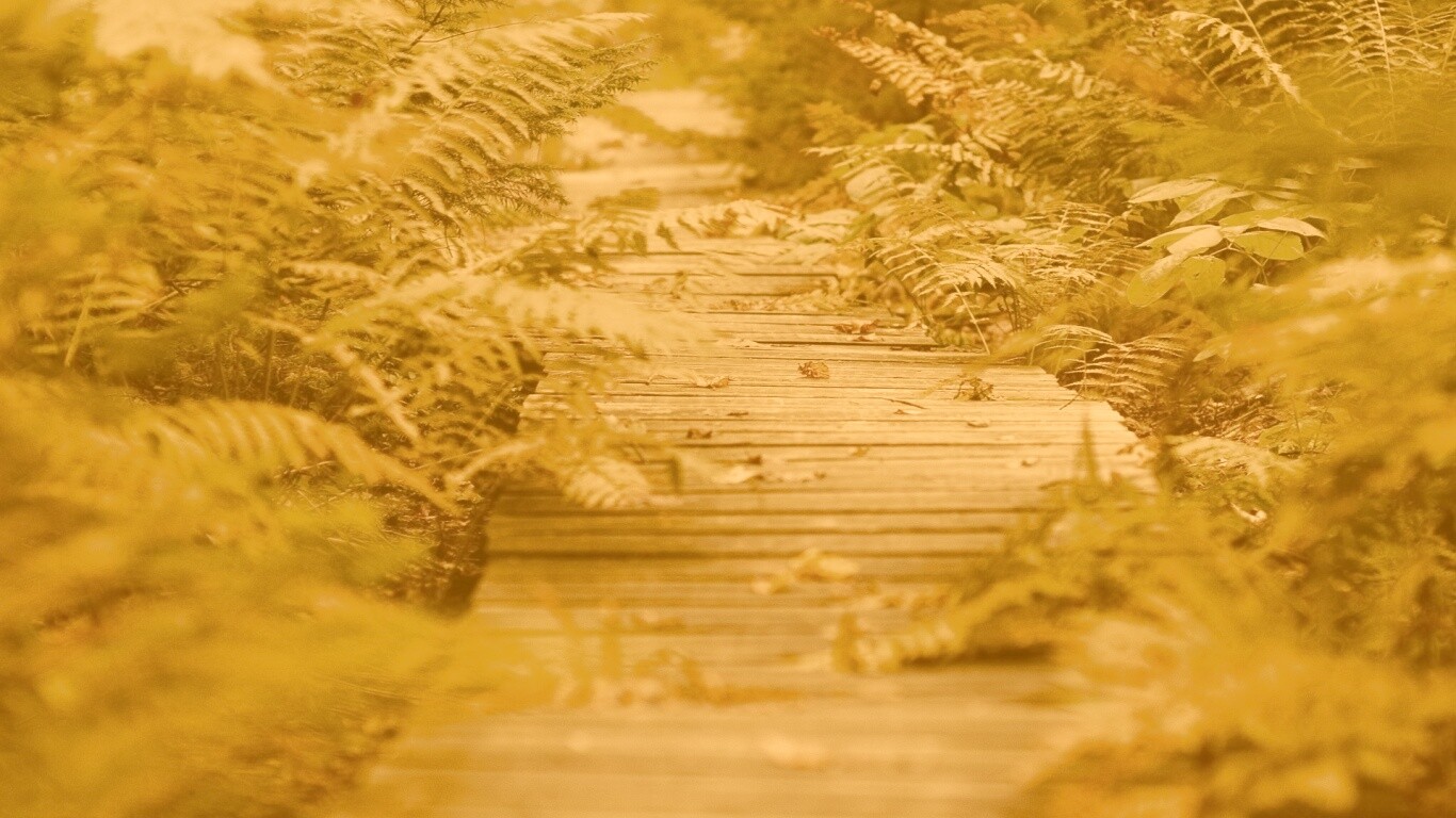 Деревянная дорожка обои