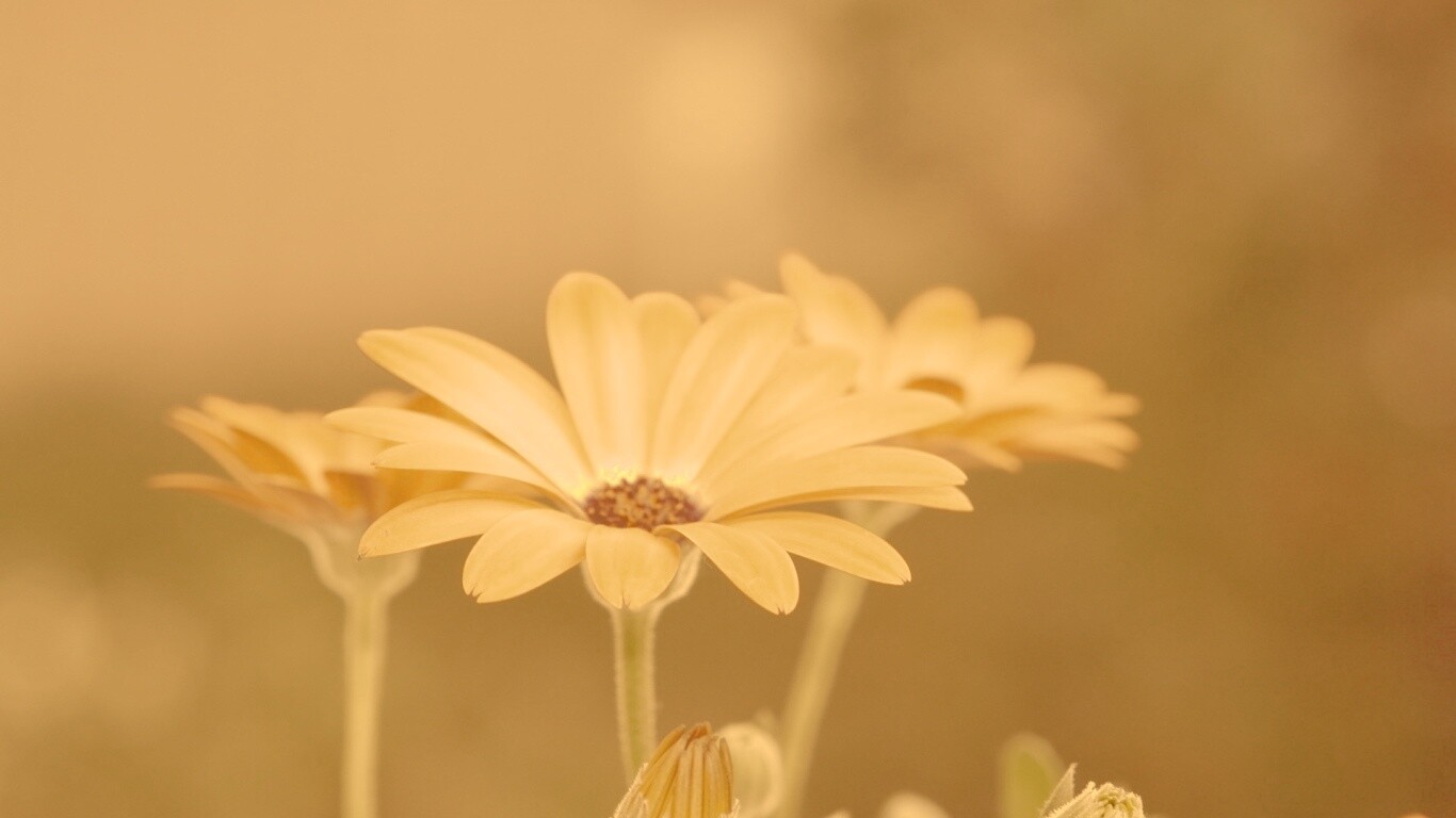 Три желтых цветка обои