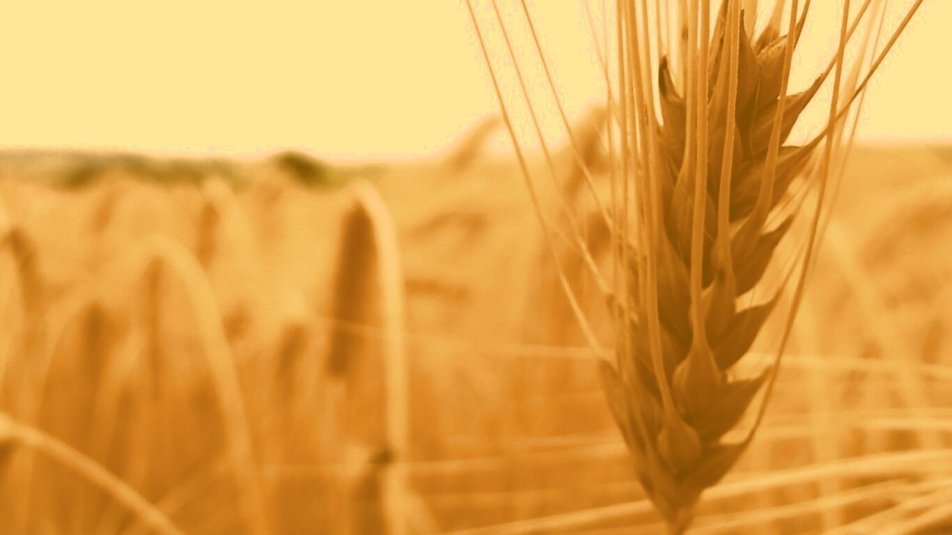 Короткий колос обои