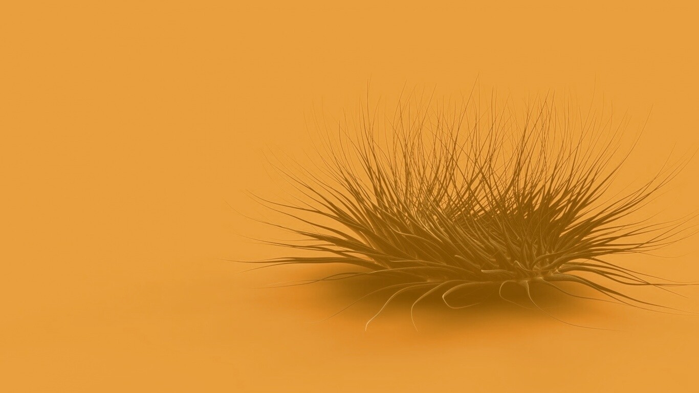 Волосатая мочалка обои